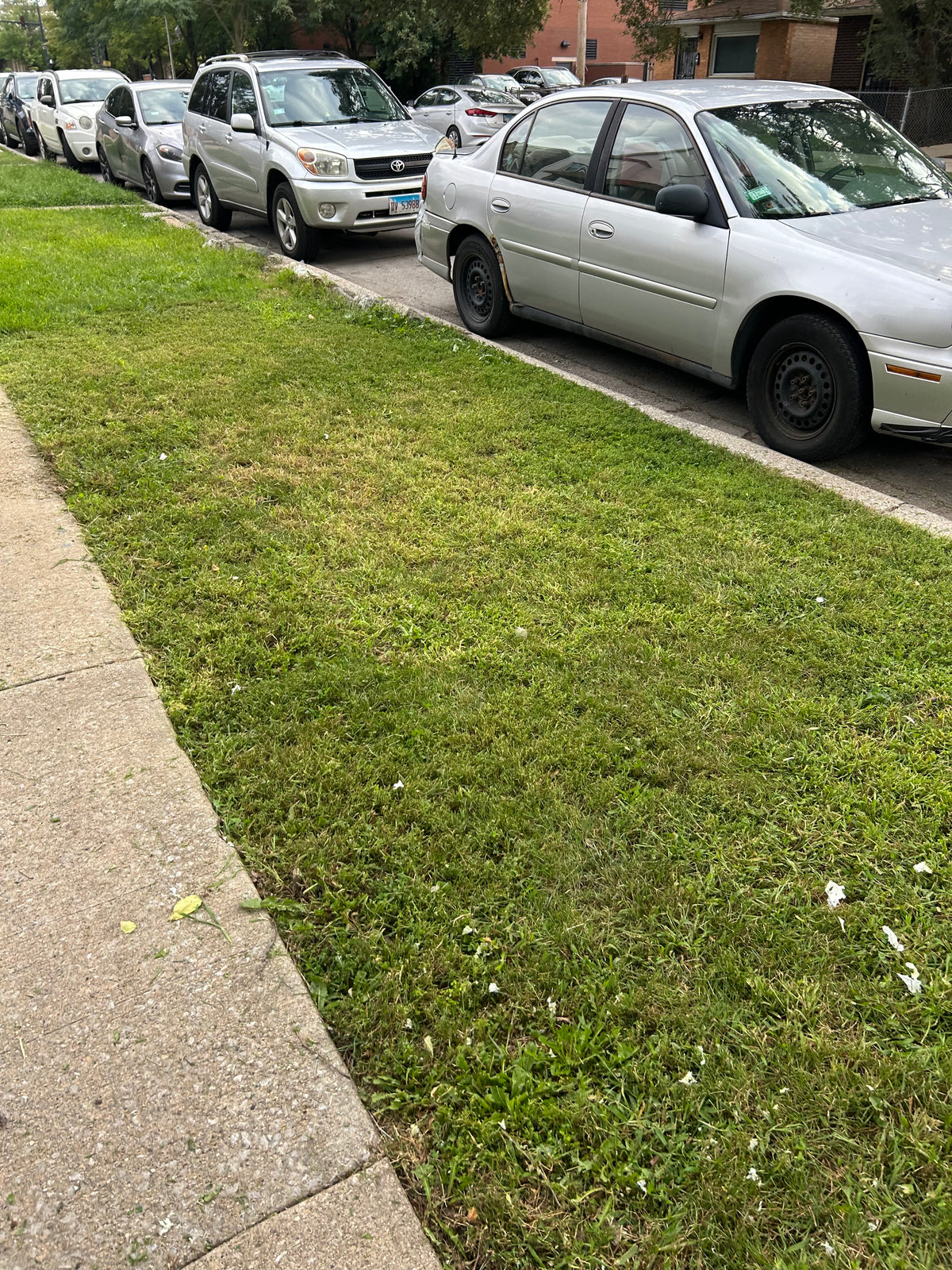 Lawn Services