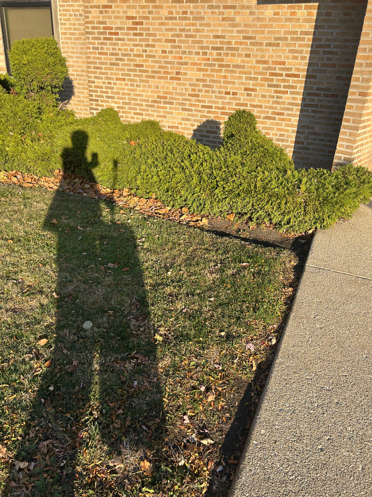 Lawn Services